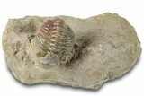 Curled Reedops Trilobite Fossil - Atchana, Morocco #312352-3